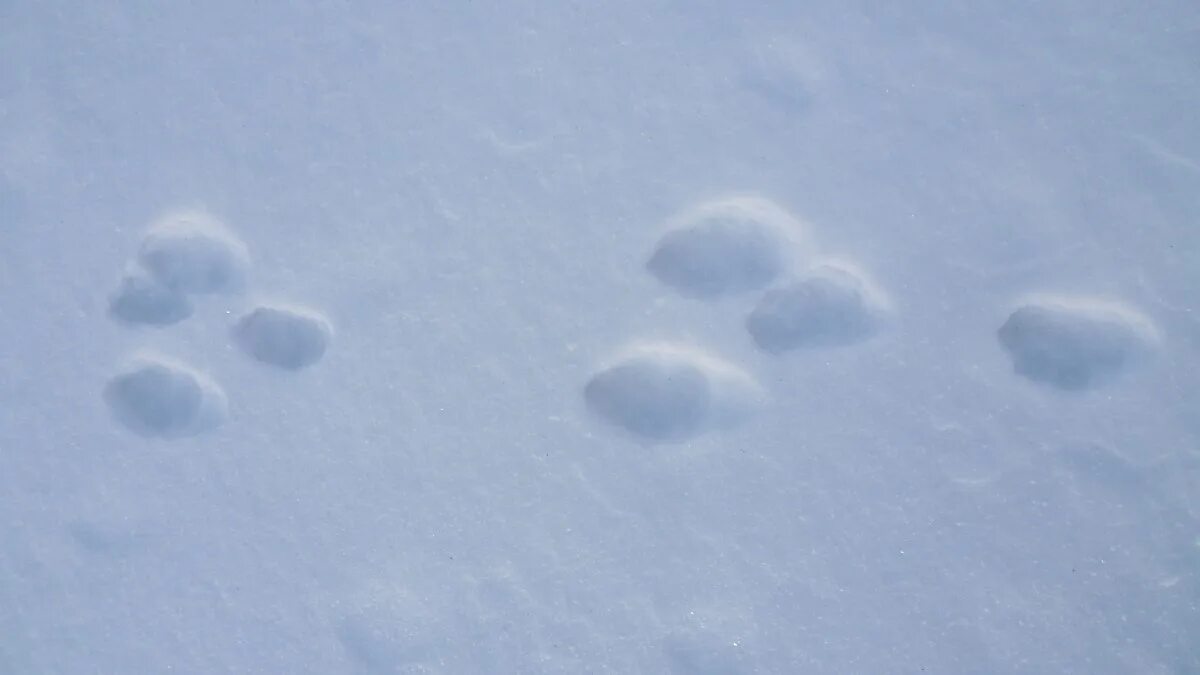 Как выглядят следы зайца. Как выглядят следы зайца. Следы зайца русака. Как выглядят следы зайца. Заячьи следы на снегу.