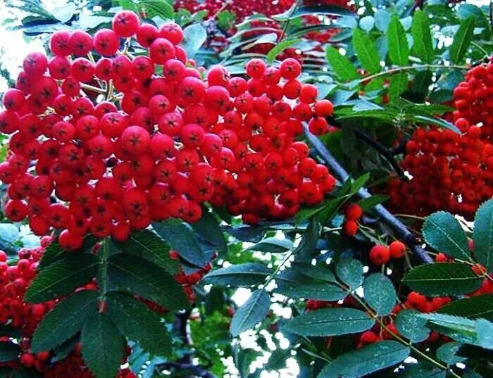 рябина сорта описание. рябина обыкновенная гранатная. рябина сорт сорбинка. рябина обыкновенная алая крупная. рябина обыкновенная "вефед".