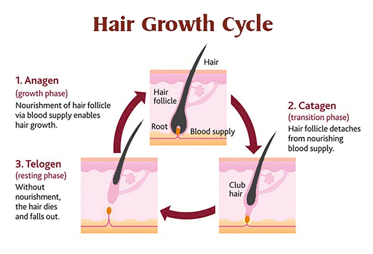 Hair growth Cycle. Цикл роста волос. Жизненный цикл волоса. Для роста волос. Рост волоса происходит за счет