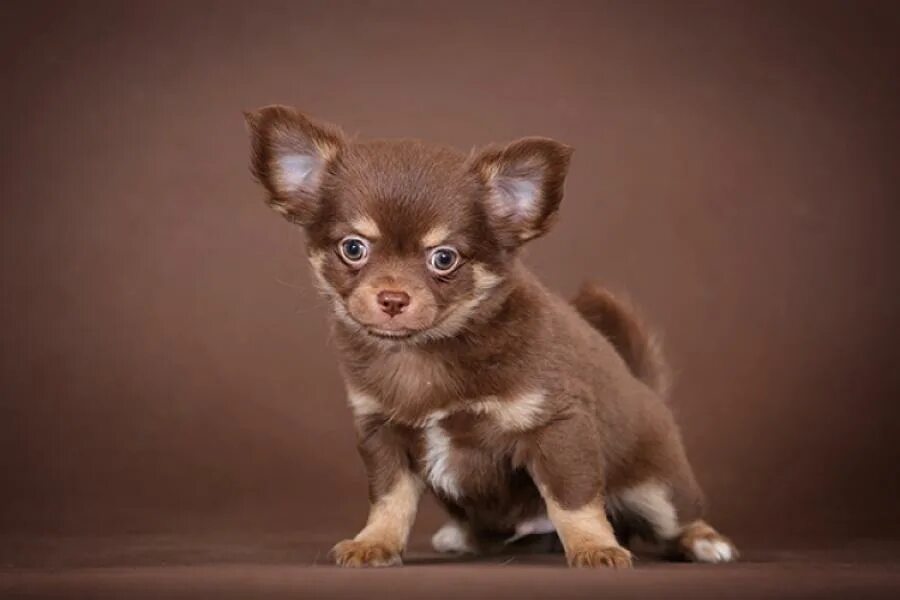 Чихуахуа кобби шоколад. Чихуахуа шоколадный гладкошерстный. Чихуахуа мини гладкошерстные шоколадные. Чихуахуа шоколадный гладкошерстный. Чихуахуа шоколадный гладкошерстный.