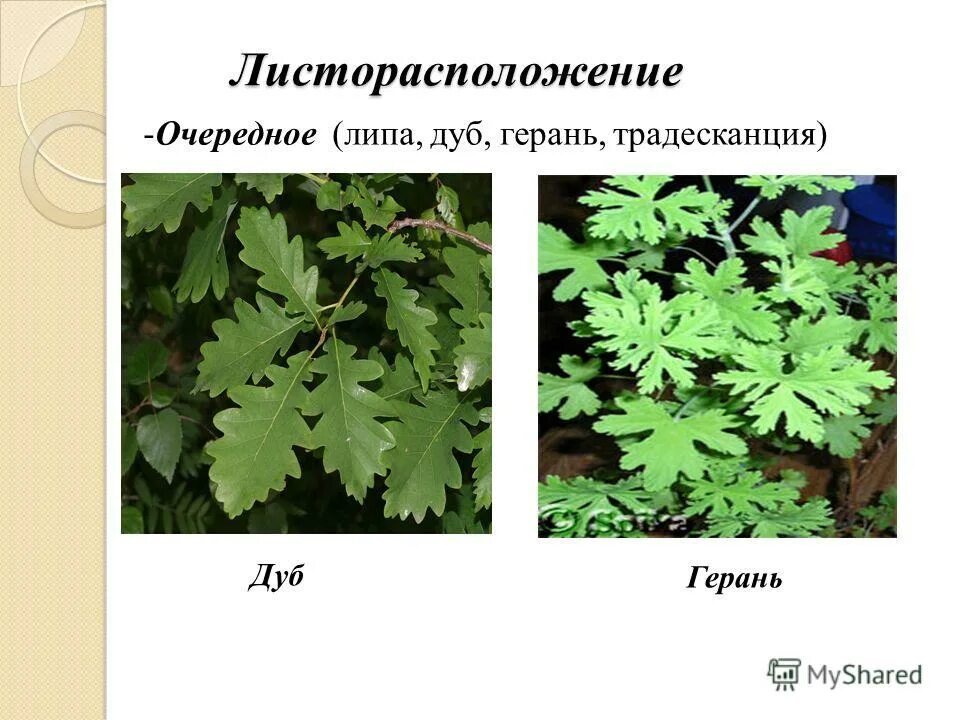 береза расположение листьев. клен расположение листьев. типы бесполого размножения растений. очередное супротивное мутовчатое листорасположение. дуб черешчатый листорасположение.