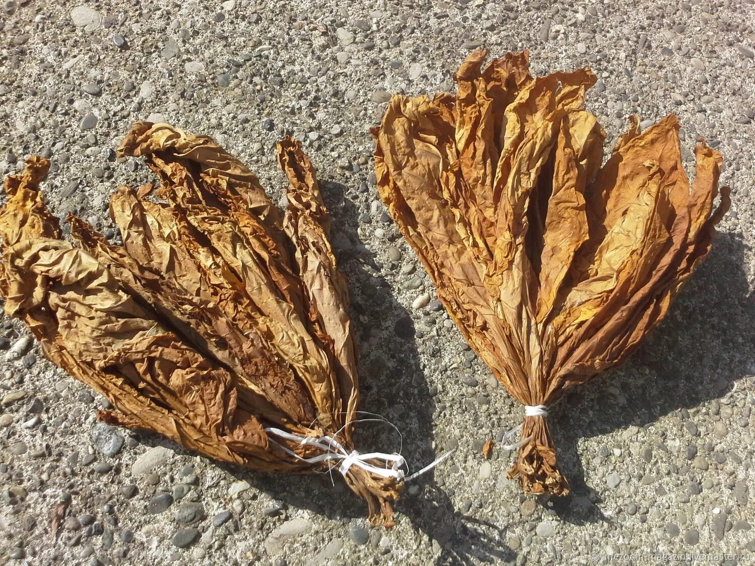 Сухие листья купить. Сухие листья табака. Табачный лист сушеный. Табак сушеный. Листья табака сушеные.