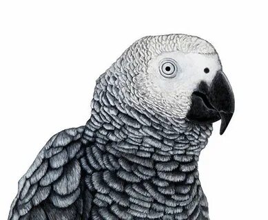 Попугай 4 буквы сканворд