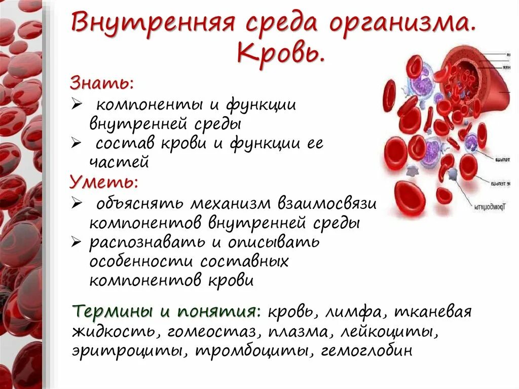 Внутренняя среда организма кровь. Внутренняя среда среда организма. Внутренняя среда организма состав и функции крови. Что значит сильная кровь