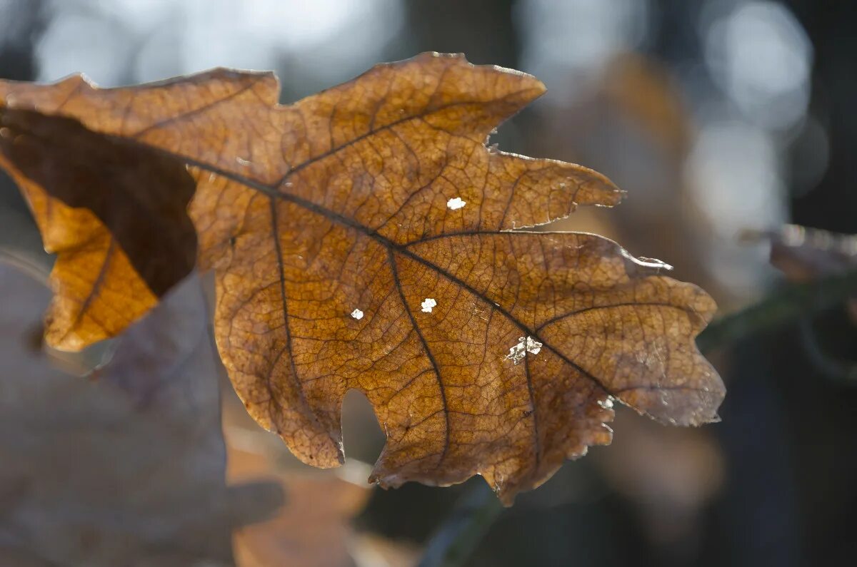 Даже сухой лист. Сухие листья. Даже сухой лист. Картинки коричневого цвета. Красивейший сухой лист.