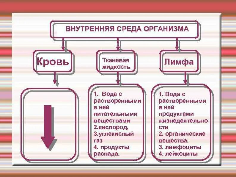 Какую функцию выполняет тканевая жидкость. Какую функцию выполняет тканевая жидкость
