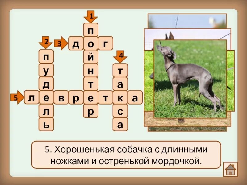 Охотничий 6 букв сканворд. Кроссворд породы собак. Кроссворд про собак. Кроссворд по породам собак. Кроссворд для детей породы собак.