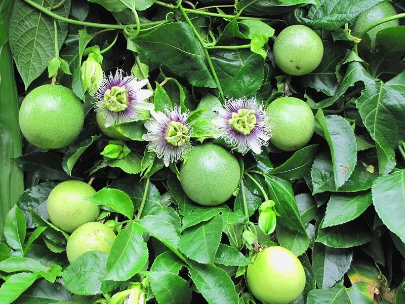 Маракуйя пассифлора. Маракуйя виды. Страстоцвет маракуйя. Маракуйя пассифлора. Маракуйя виды.