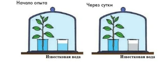 Рассмотрите изображенный опыт. Опыт доказывающий дыхание растений с известковой водой. Дыхание растений опыт с известковой водой. Опыт доказывающий дыхание органов растения. Опыт с известковой водой и растениями.