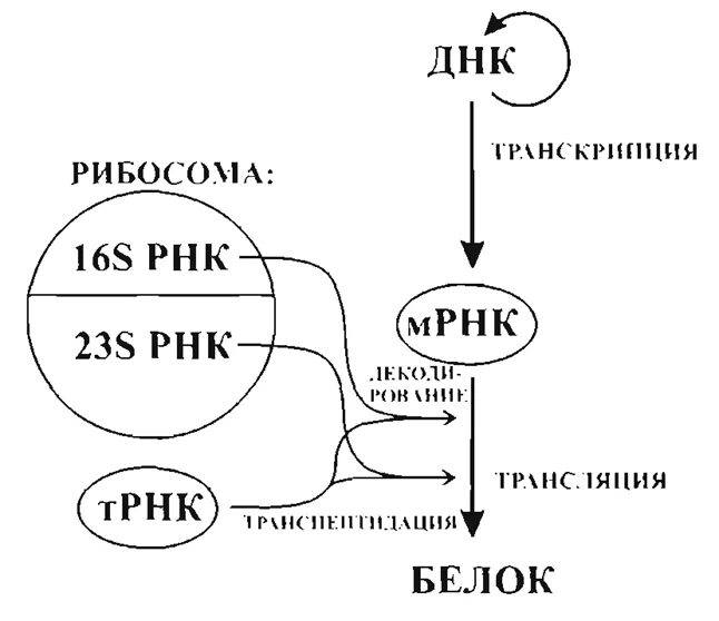 Джек Шульц РНК. Прессинг РНК. Метилирования 16s и 23s РРНК.