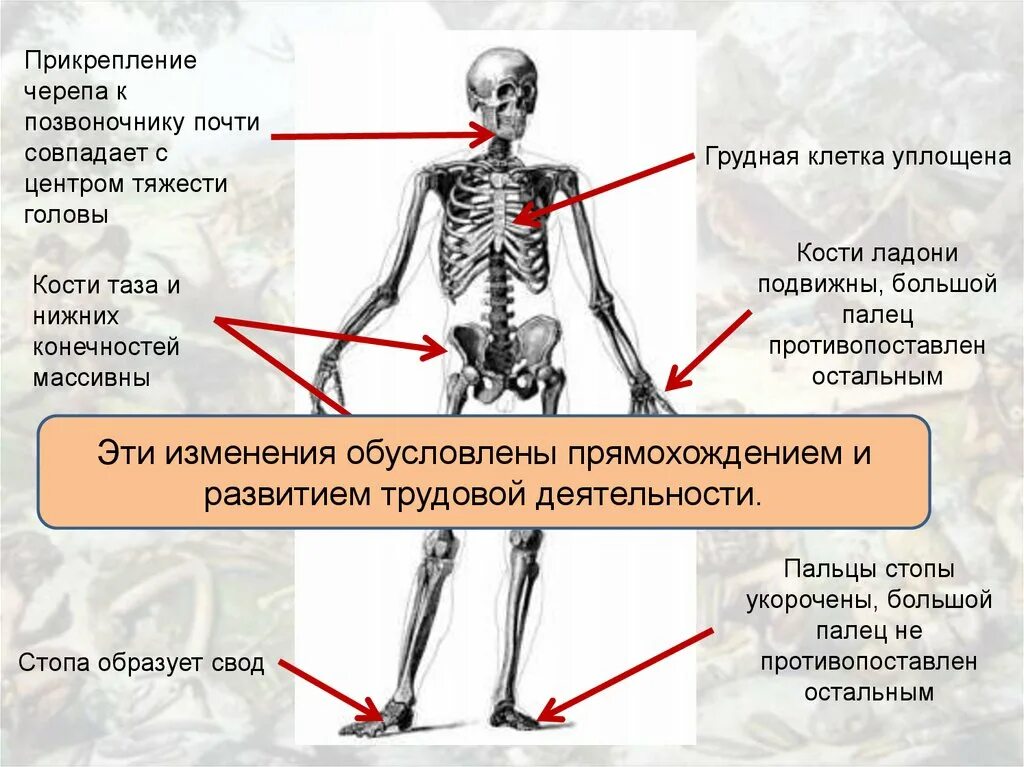 Изменение таза в ходе эволюции