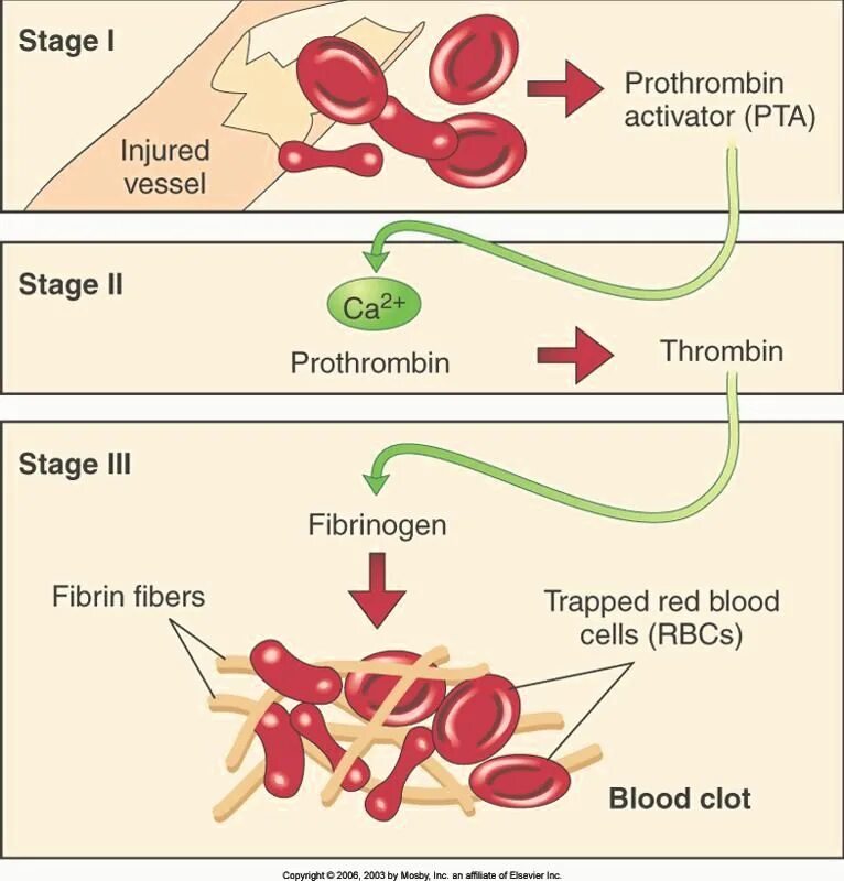 Количество фибрина после пореза. Blood Clot Fibrinogen. Фибрин и фибриноген. Фибриноген QFA что это.