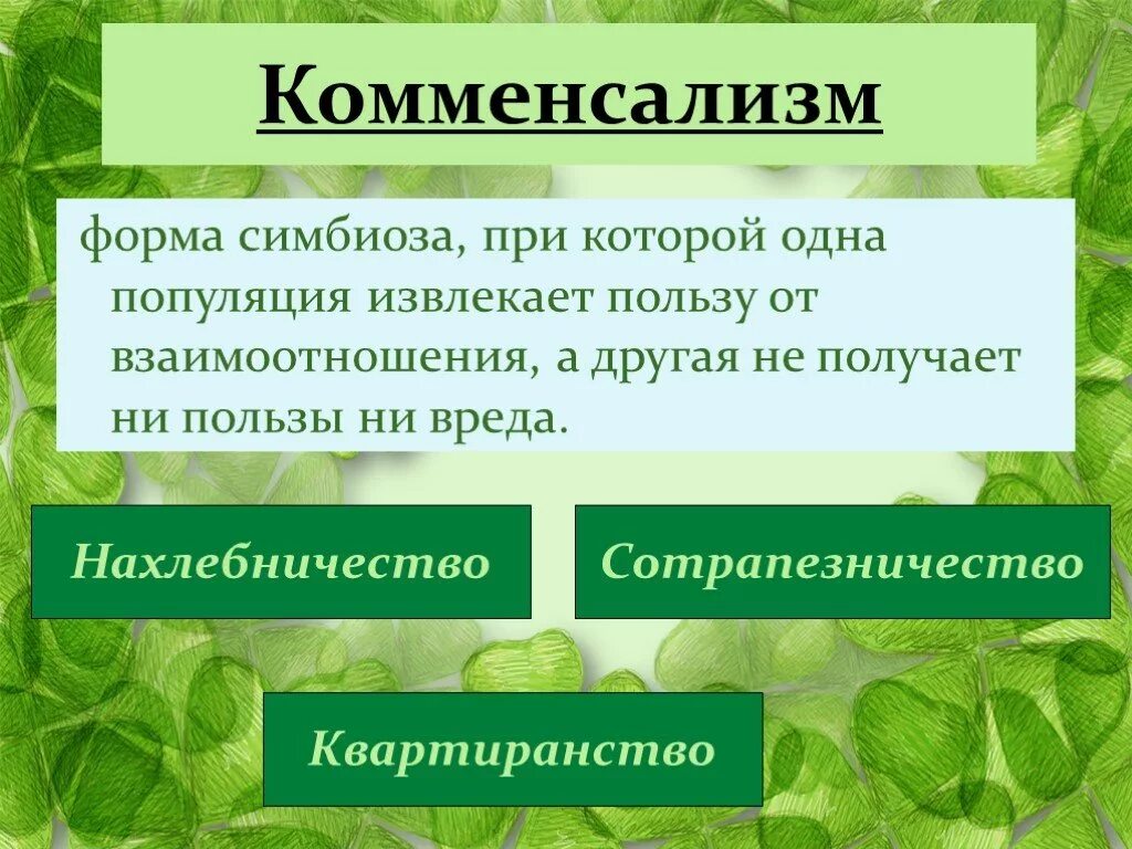 Форма симбиоза организмов. Комменсализм. Формы комменсализма. Виды комменсализма. Комменсализм Тип взаимоотношений.