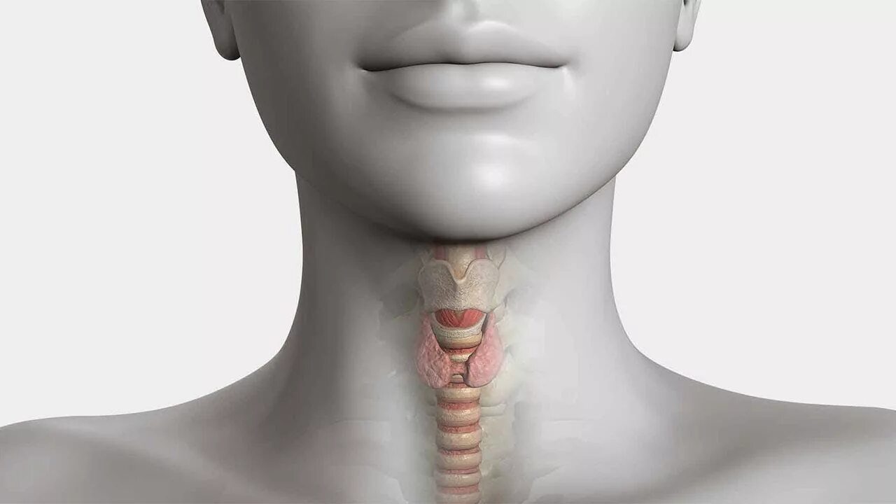 Гортань и щитовидная железа. Мужская шея. Над кадыком. Красивая мужская шея. Щитовидная железа (glandula thyroidea).