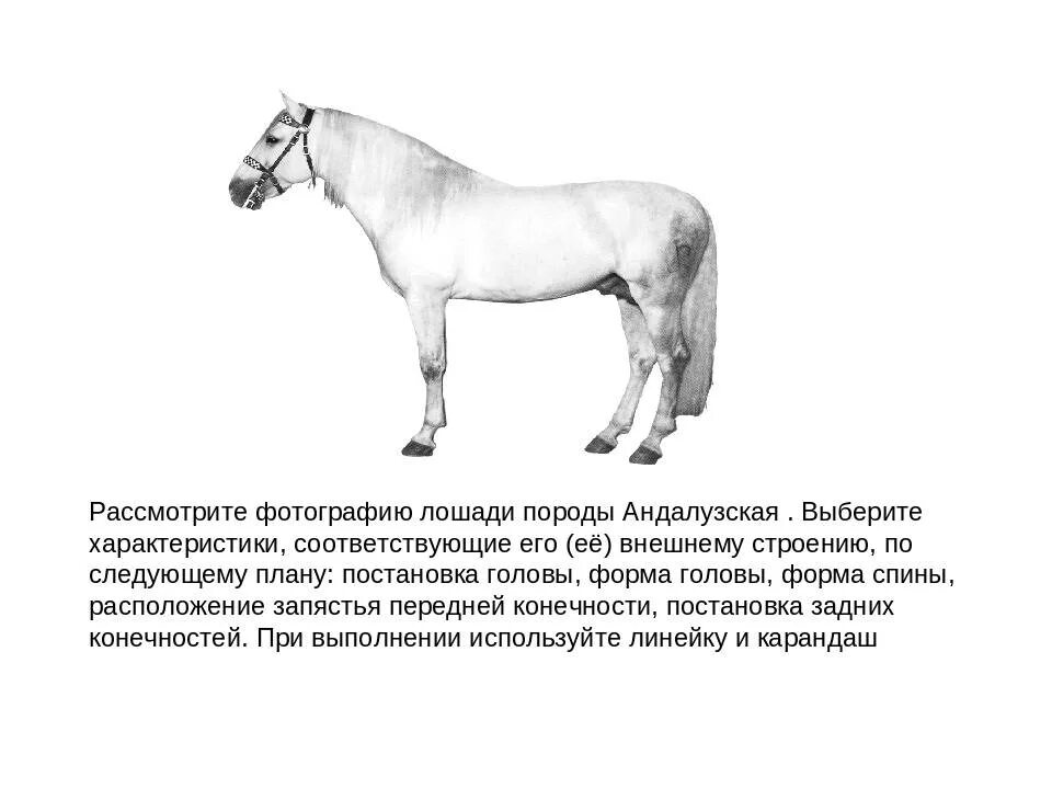 Характеристика внешнего строения лошадей. Рассмотрите фотографию лошади породы андалузская. постановка головы андалузской лошади. форма головы андалузской лошади. андалузская порода лошадей постановка головы.