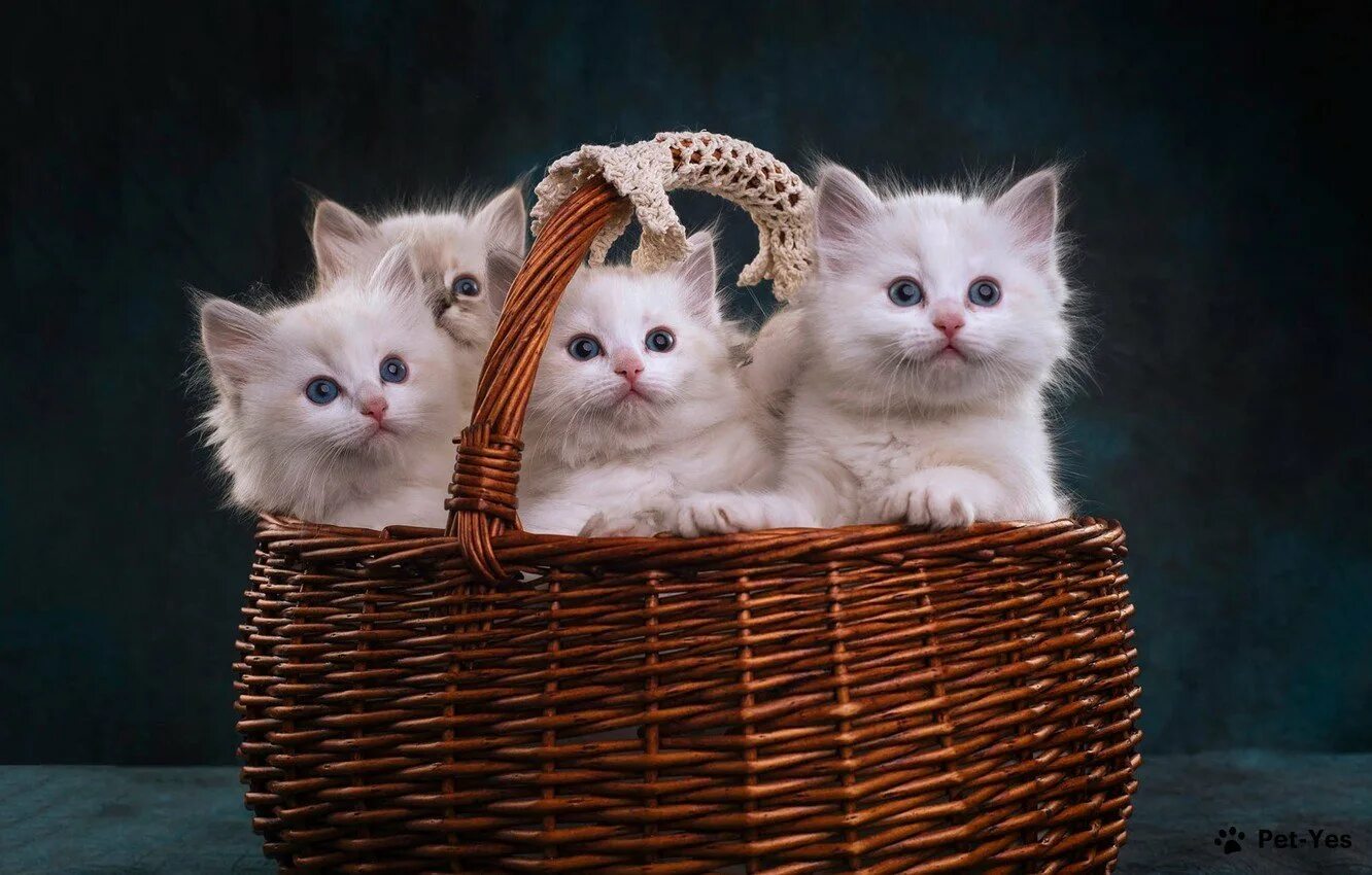 Котята в корзинке. Красивые котятки. Милые котики. Корзинка для кошки.