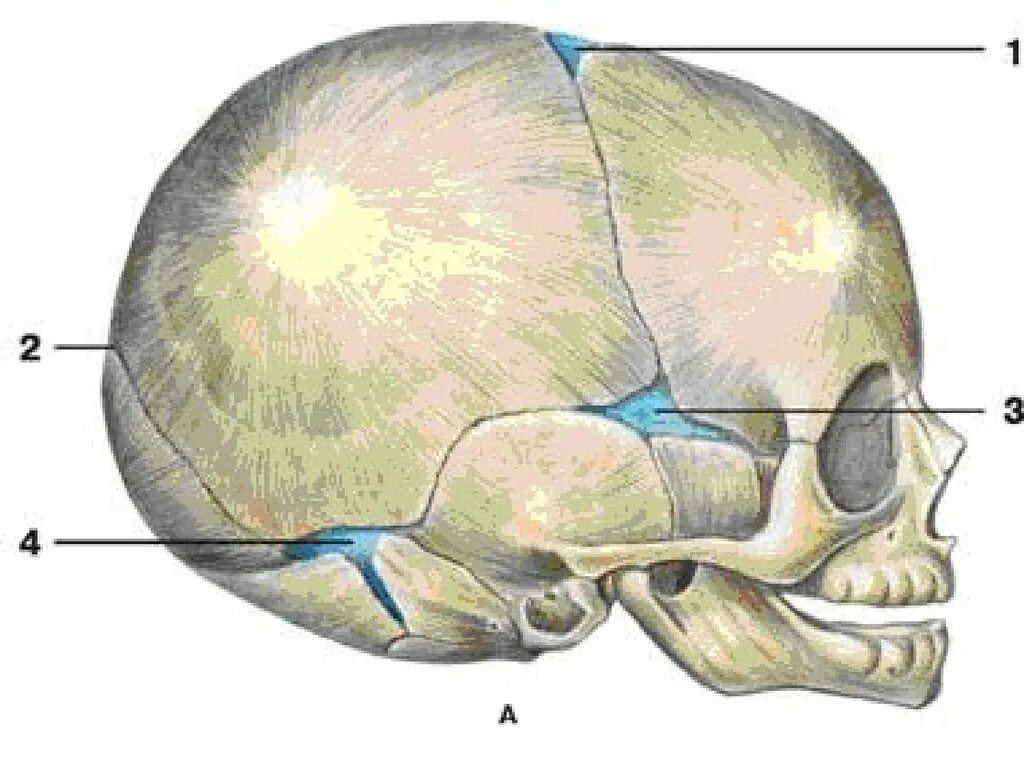 Швы большого родничка. Роднички черепа анатомия. Кости черепа новорожденного роднички. Клиновидный и сосцевидный роднички. Роднички новорожденного анатомия черепа.