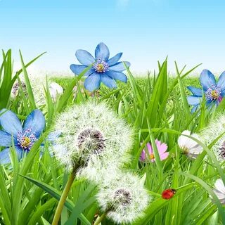 В году устанавливаются лета