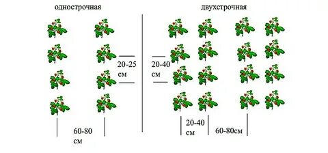 Какое расстояние между кустами клубники при посадке