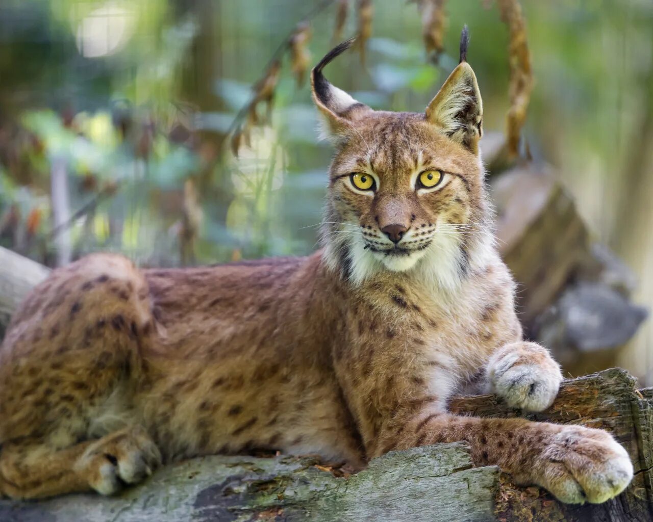 Формозский дымчатый леопард. Флоридская пума. Флоридская пума пантера. Семейство хищных 6. Североамериканская пума.