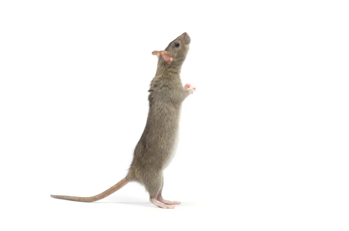 Мышка на задних лапках. Серая крыса на задних лапах. Мышка стоит на задних лапах. Грызуны стоящие на задних лапах.