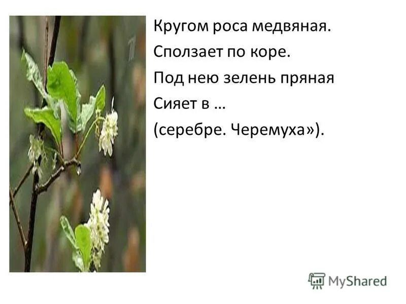 Что такое питье медвяное. Что такое питье медвяное