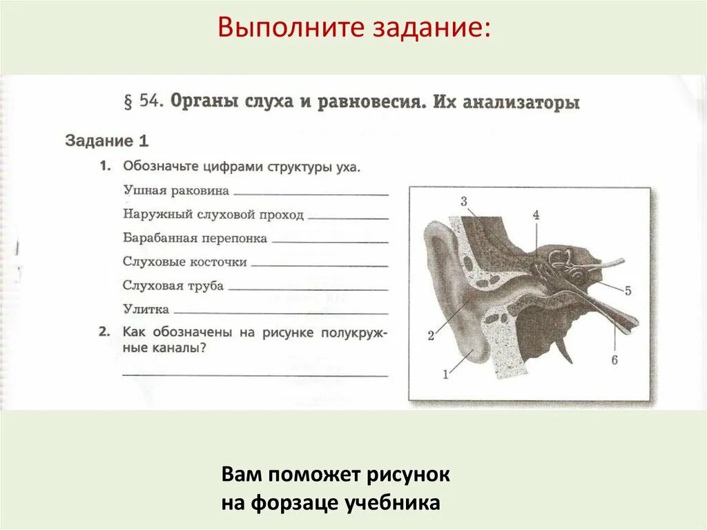 8 орган слуха и равновесия. Слуховой анализатор 8 класс. Строение уха проверочные задания. Строение слухового анализатора 8 класс. Слуховой анализатор 8 класс биология.