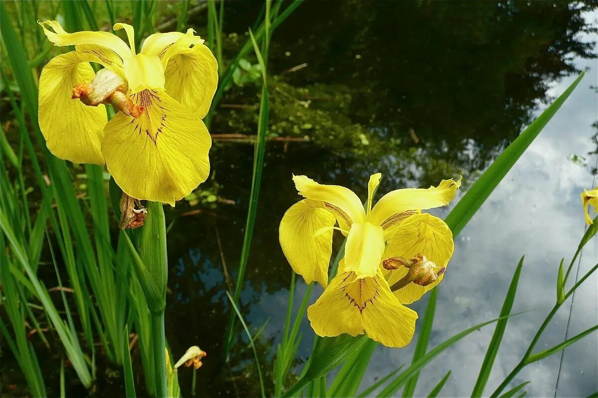 Ирис болотный фото. Ирис жёлтый – Iris pseudacorus. Ирис pseudacorus болотный желтый. Касатик (Ирис) аировидный (Iris pseudacorus. Ирис ложноаировый Iris pseudacorus.