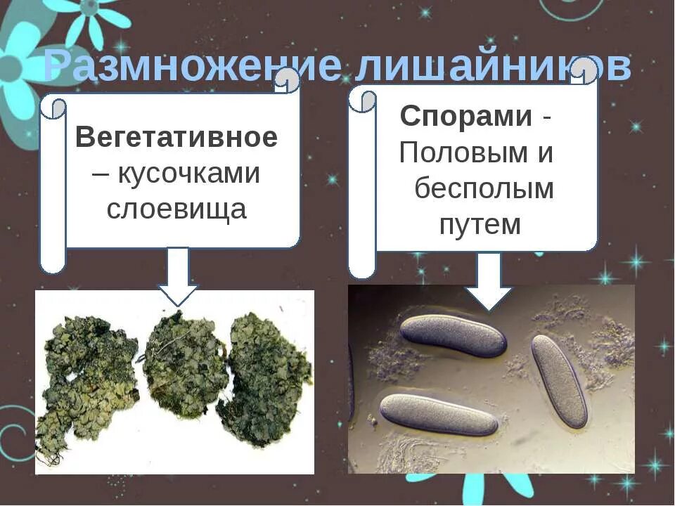 Вегетативное размножение лишайников. Бесполое размножение лишайников. Споровое размножение лишайников. Лишайники способ размножения.