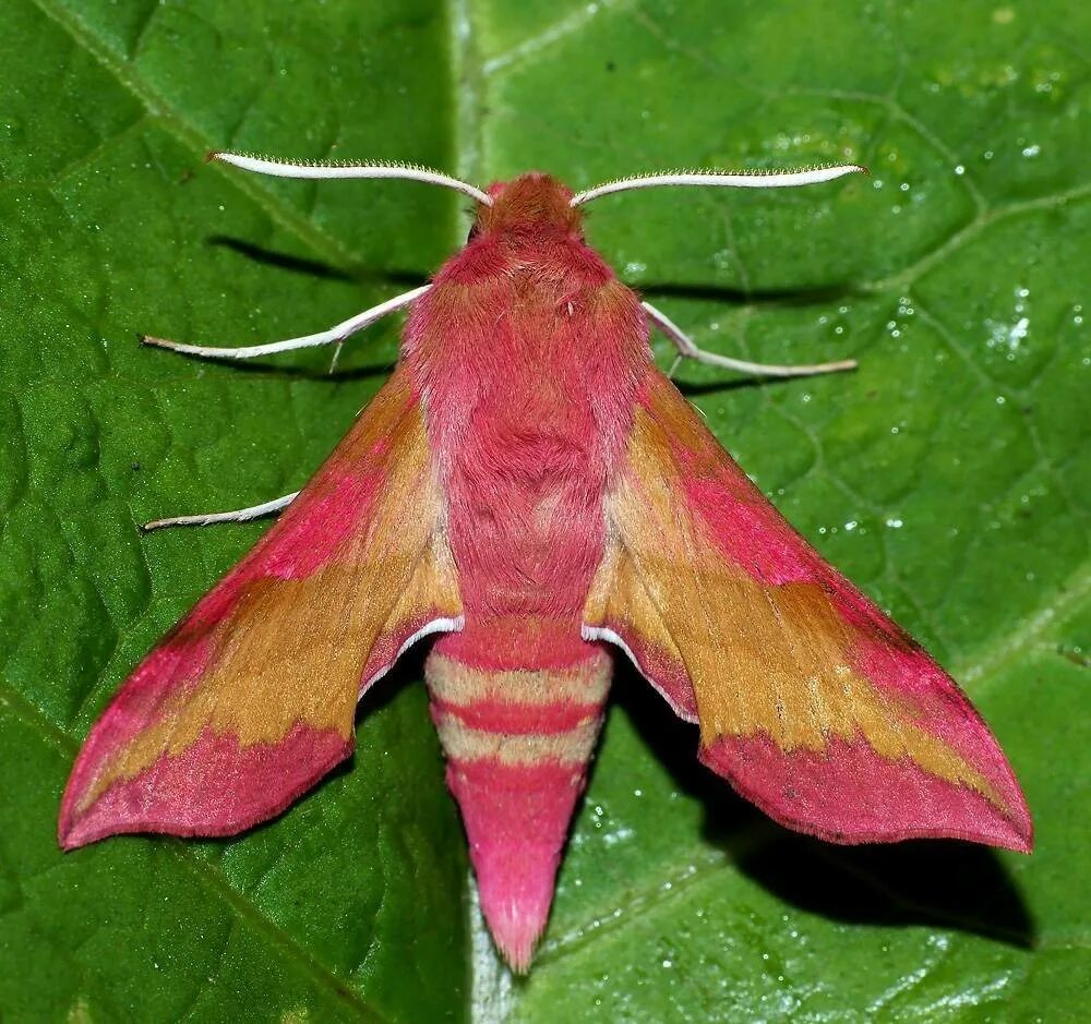 где найти мотыльков