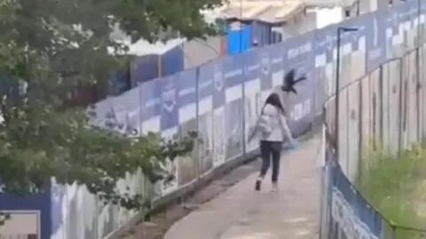 Почему ворон решил познакомиться с девочкой