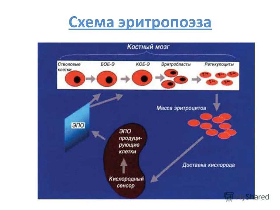 Синтез эритроцитов. Схема эритропоэза эритроцитов. Образование эритроцитов эритропоэз. Процесс образования клетки эритроцитов.