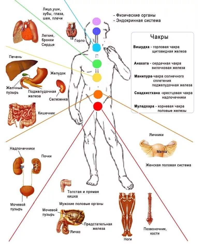 Какая чакра за какой орган отвечает