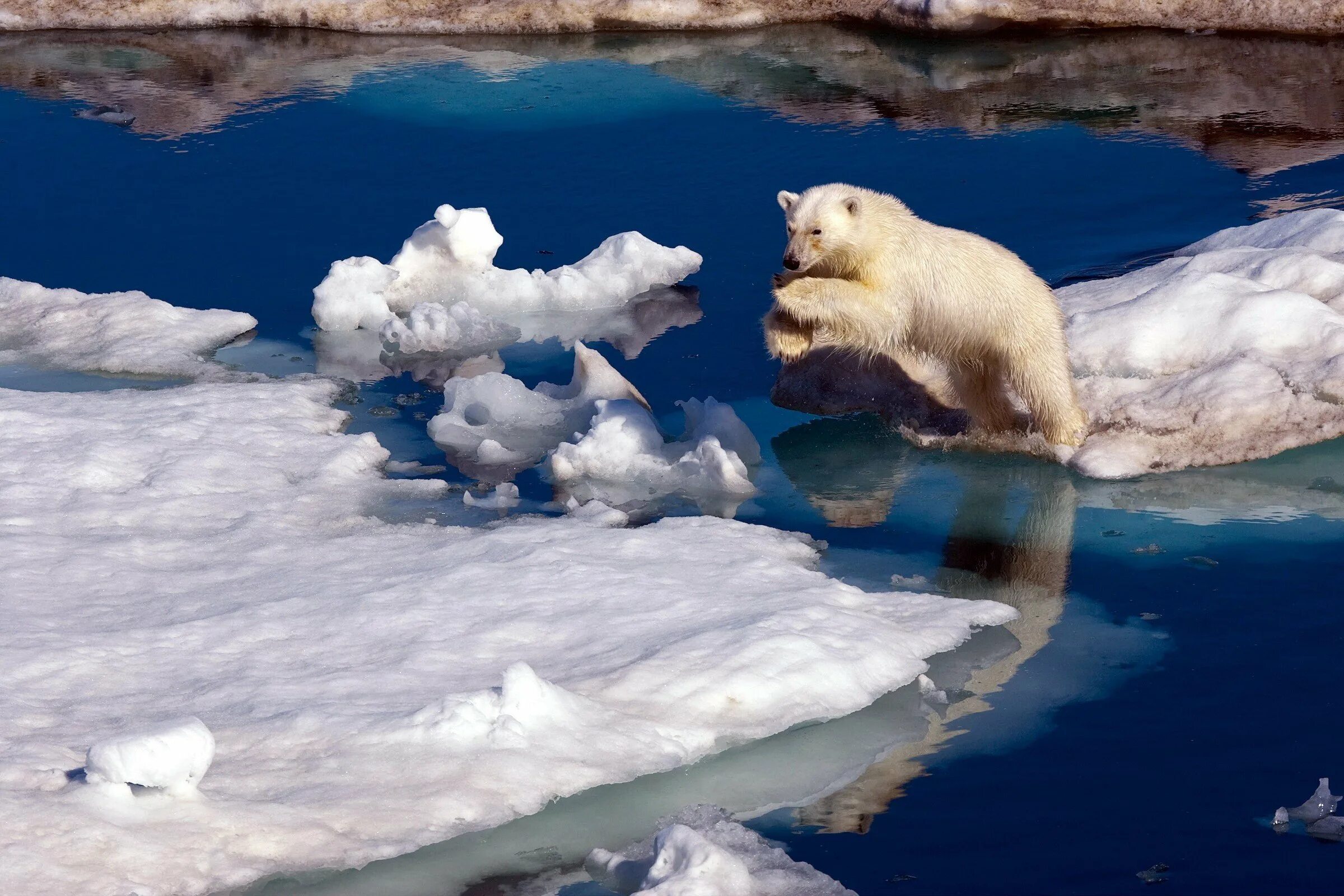 Северный Ледовитый океан белый медведь. Северный Ледовитый океан животные белый медведь. Пауль Никлен Антарктика. Арктика – Антарктика белый медведь. От южных морей до полярного края детям