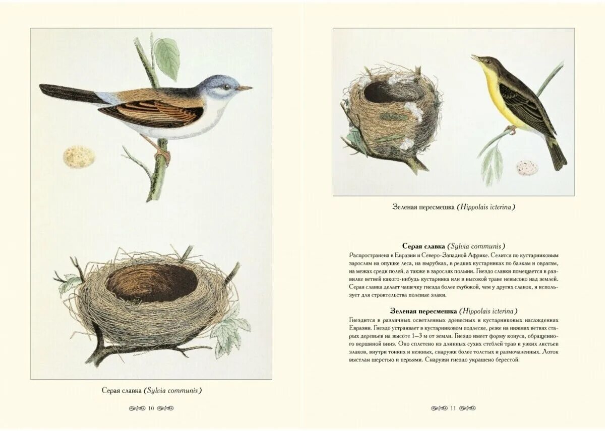 Рауль булар: птицы и их гнезда. Название птиц и их гнезда. Гнезда разных видов птиц. Гнезда разных птиц с названиями.