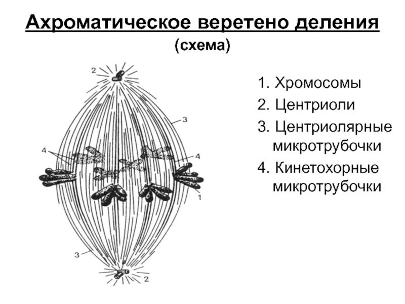 Вещество разрушающее микротрубочки веретена деления. Нити веретена деления строение. Митотическое Веретено деления схема. Клеточный центр формирование веретена деления. Формирование нитей веретена деления.