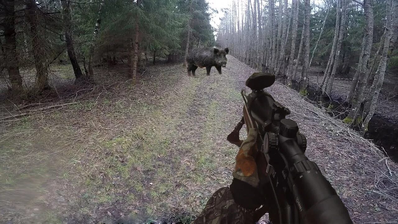 Лося. Охота от первого лица. Охота от первого лица. Охота от первого лица. Глухарь напал на человека.