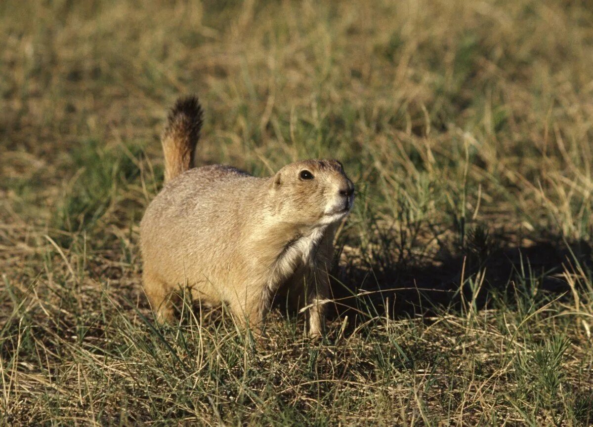 Европейский суслик (Spermophilus citellus). Луговые собачки Северной Америки. Суслики сурки тушканчики. Луговые собачки в степи и лесостепи Северной Америке. Суслик дикое животное