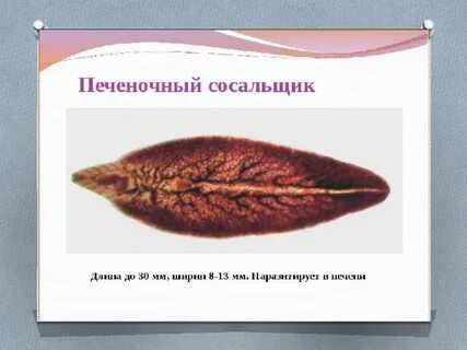 Печеночный сосальщик обитает