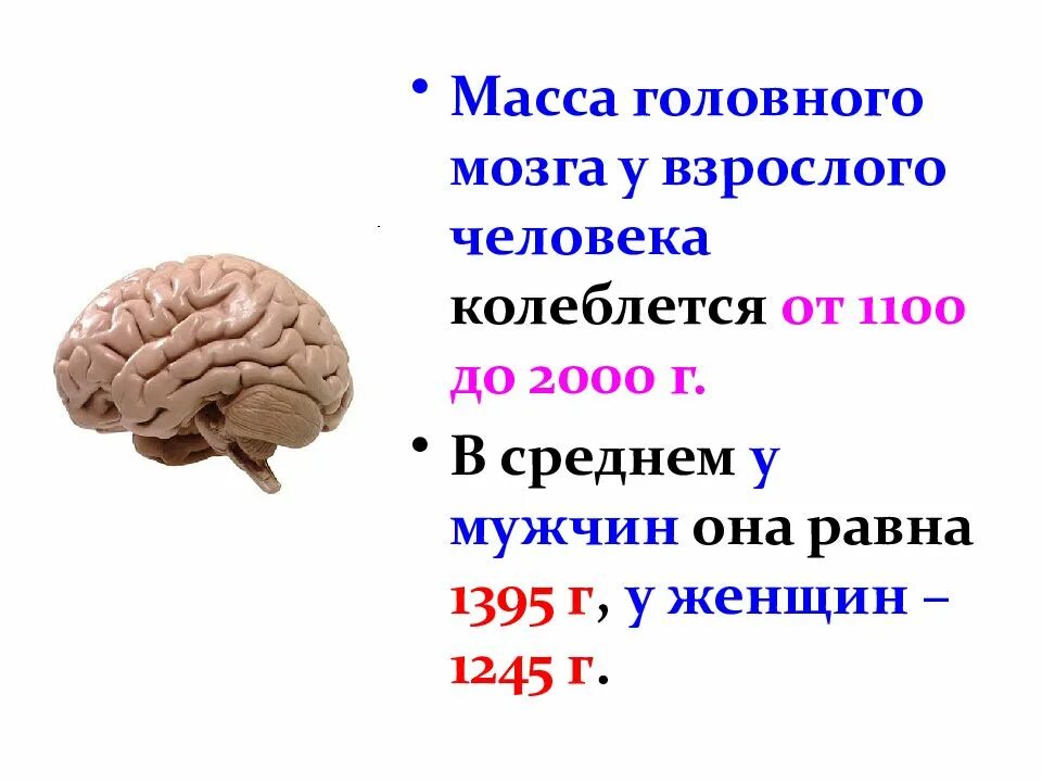 Brain mass