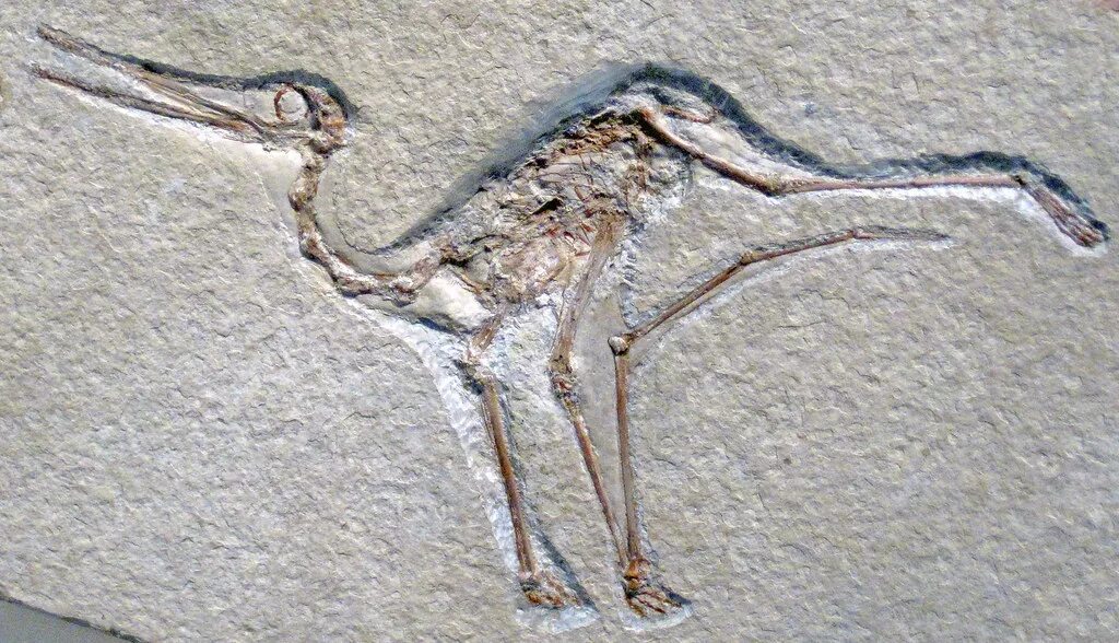 Птерозавр-никтозавр. Археоптерикс останки. Археоптерикс кости. ИХТИОРНИС скелет. На рисунке изображена реконструкция археоптерикса