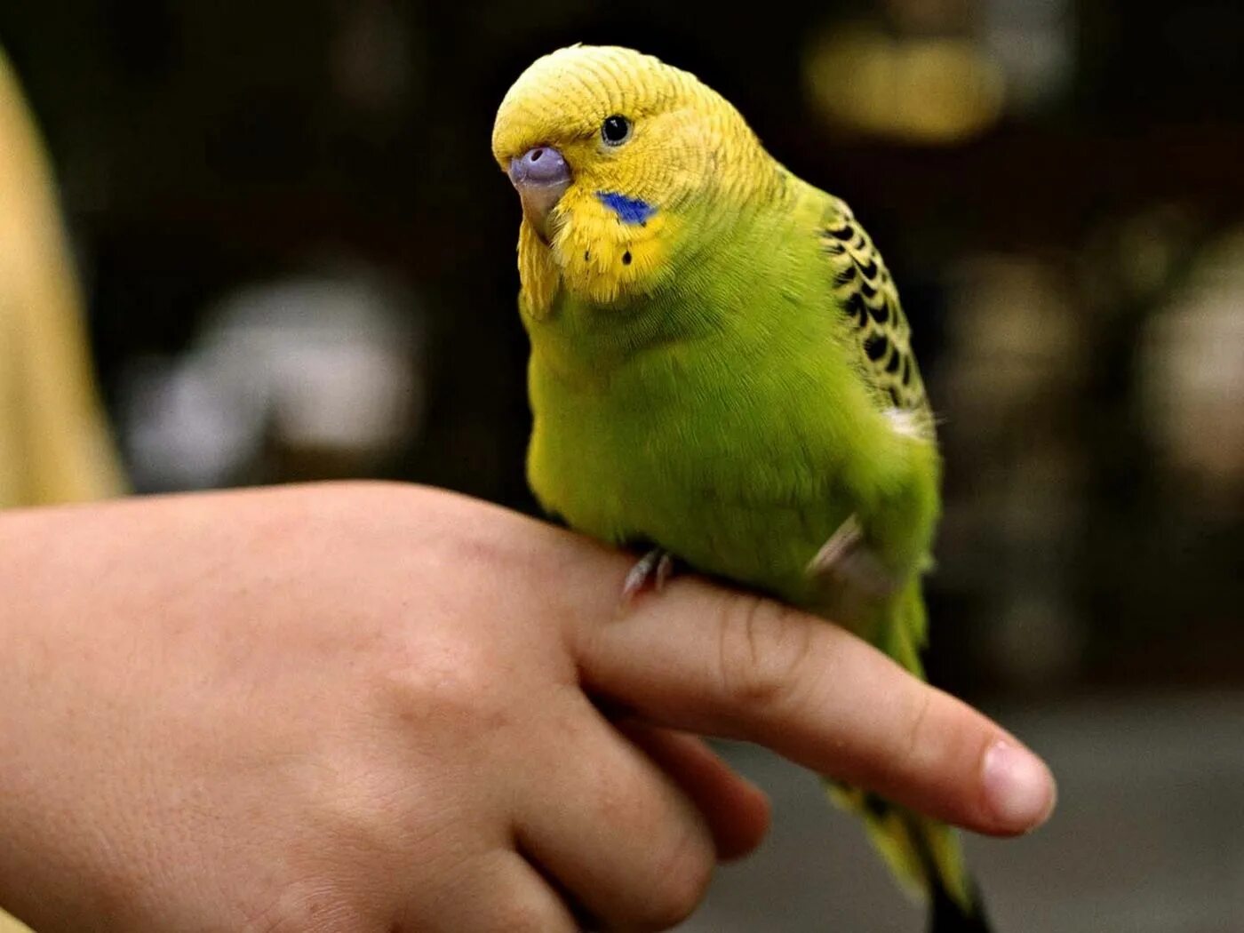 Волнистый попугай получех. Попугай девочка красивая. Как выглядят попугаи девочки. Как выглядят попугаи девочки. Волнистый попугайчик черный.