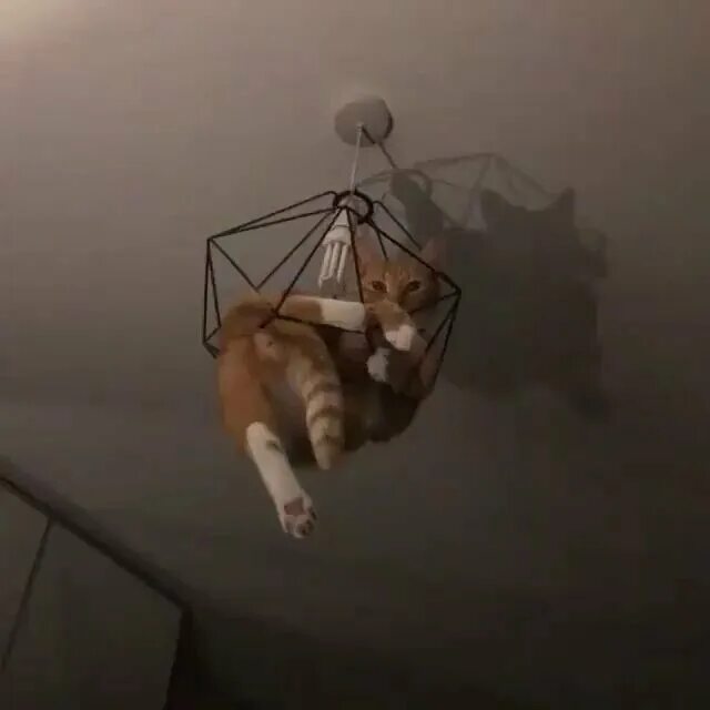 Кошка качается