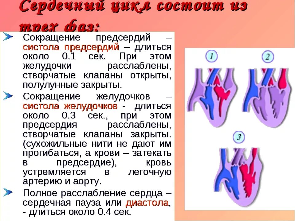 Как изменяется сердечный цикл во время физической. Систола желудочков фаза изгнания. Фазы систолы желудочков. Сердечный цикл состоит из. Цикл работы сердца.