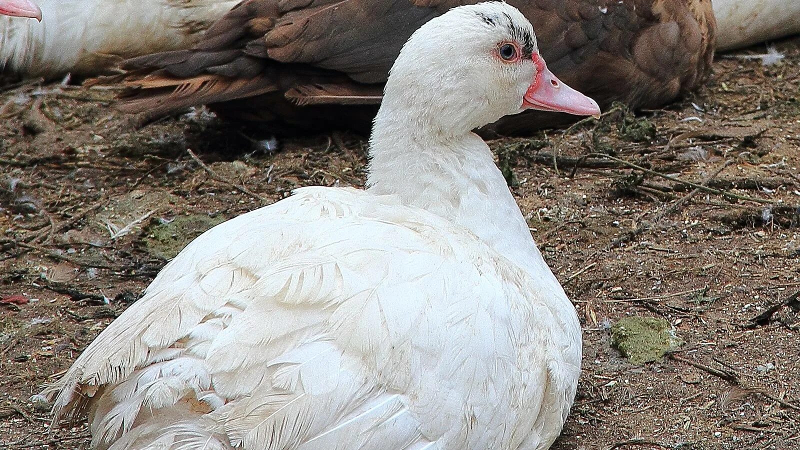 Утки абакан. Чёрная кряква селезень. Уссурийский заповедник утка мандаринка. Породы уток кряква. Утка лимонка.