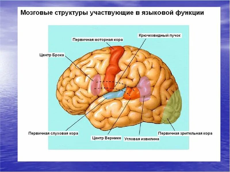 Структура высшей нервной деятельности