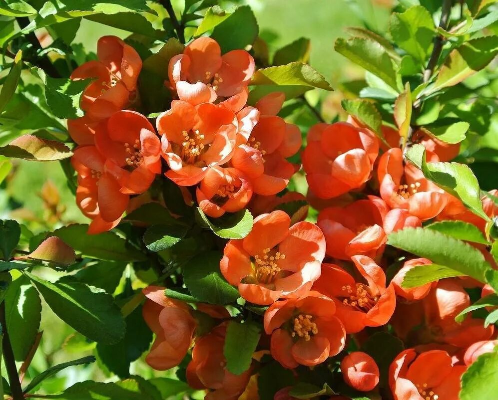Айва фото. Японская айва кустарник. Айва японская Chaenomeles japonica. Китайская айва кустарник. Айва маньчжурская.