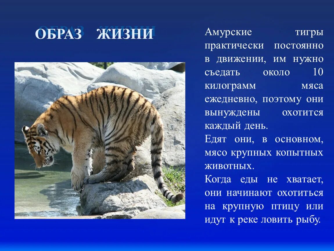 Тигр где находится история 5 класс. Амурский тигр образ жизни. Образ жизни Амурского тигра. Питание Амурского тигра. Образ жизни амурских тигров.