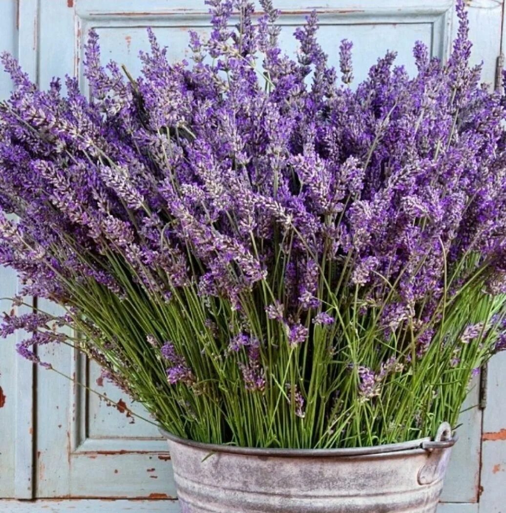 Mxva - цветы лаванды (lavender flowers) Lyrics Genius Lyrics