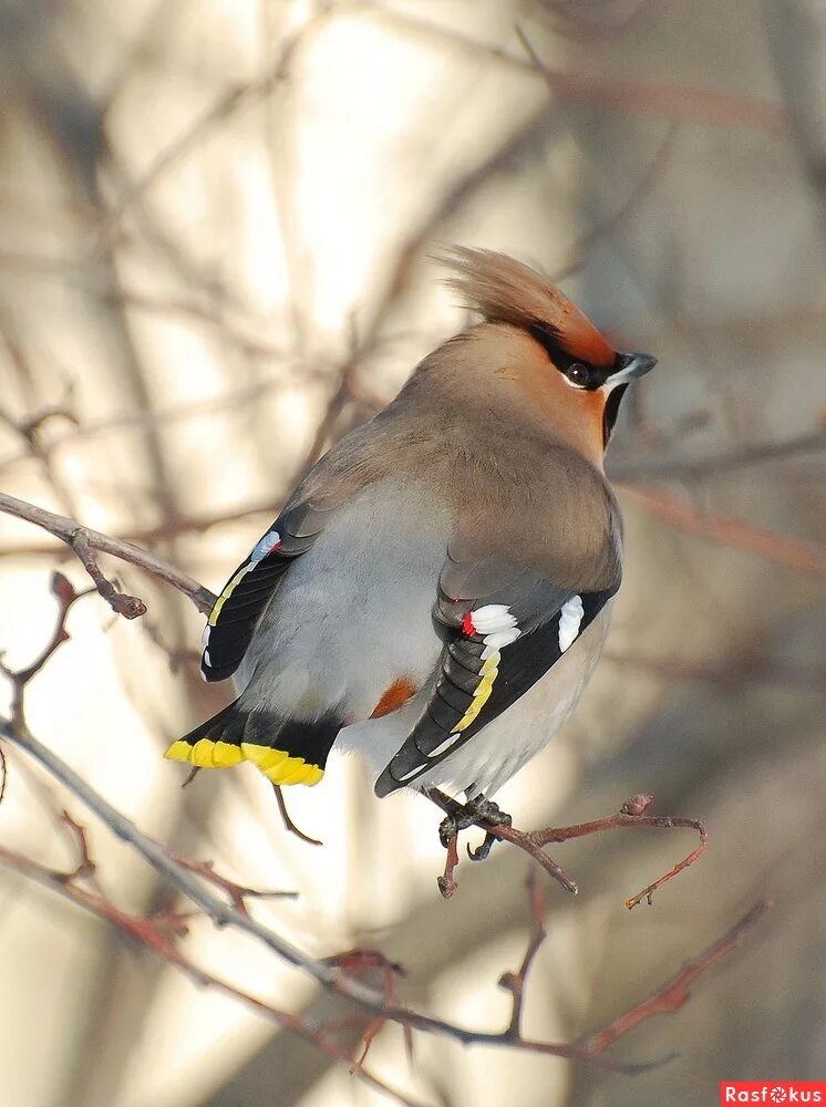 Фотография свиристель. Свиристель обыкновенный (Bombycilla garrulus). Вьюрок Коростель свиристель. Свиристель Воробьинообразные. Свиристелка хохлатая.